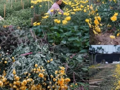 Hoa tươi giảm giá kịch đáy, mất mùa, ế khách người dân làng hoa Tây Tựu chặt bỏ trồng rau