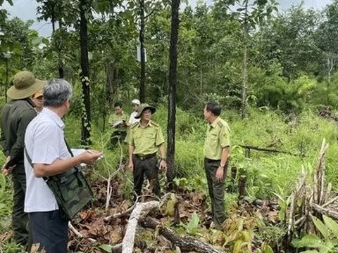 Phía sau những cánh rừng: Giữ rừng "vàng" cho mai sau (Bài Cuối)