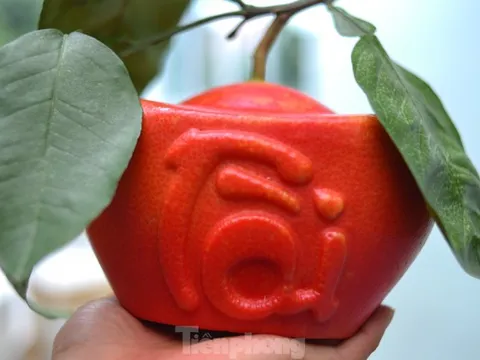 Độc đáo bưởi đỏ ở Hà Nội, còn 2 tháng đến Tết đã cháy hàng