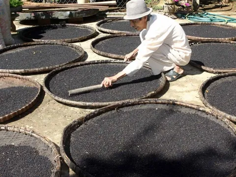 Một loại 'vàng đen' của Việt Nam bỗng ồ ạt đổ bộ Tây Phi: xuất khẩu tăng nóng hơn 200%, cả thế giới phụ thuộc vào Việt Nam