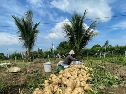 Nông dân 'khóc ròng' vì củ đậu
