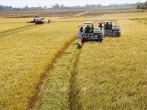 Tạo sự khác biệt cho lúa gạo Việt Nam
