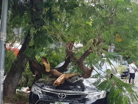 Gió mùa đông bắc mạnh làm cây gãy đổ đè bẹp ôtô Camry 2.5Q
