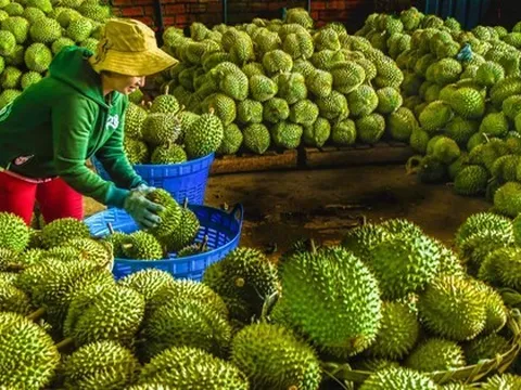 Sầu riêng hết vụ, xuất khẩu rau quả giảm mạnh