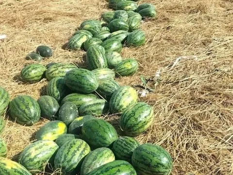 Gia Lai: Nông dân phấn khởi vụ dưa được mùa