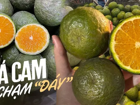 Lặp lại "điệp khúc" của năm ngoái, giá cam sành tiếp tục rớt mạnh, chỉ vài nghìn đồng/kg, người mua khen nức nở... vẫn ế