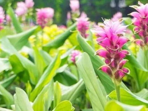 Việt Nam sở hữu một loại củ hiếm có khó tìm trên thế giới: Thu về hàng chục triệu USD mỗi năm, chỉ có dưới 10 quốc gia trồng được