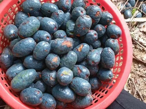 Loại đặc sản 'đen sì', xưa rẻ bèo giờ có tiền cũng khó mua