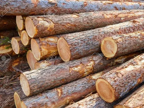 Việt Nam sở hữu "cây tỷ đô" được Ấn Độ liên tục đổ tiền mua: Mỹ, Trung Quốc đều ưa chuộng, bỏ túi hơn 12 tỷ USD trong 11 tháng