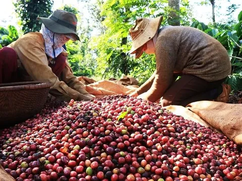 Giá liên tục tăng vào neo ở mức cao, người dân trồng cà phê trúng đậm