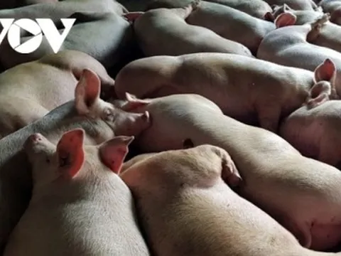 Giá lợn hơi chạm đáy, người nuôi lỗ nặng, lo mất Tết
