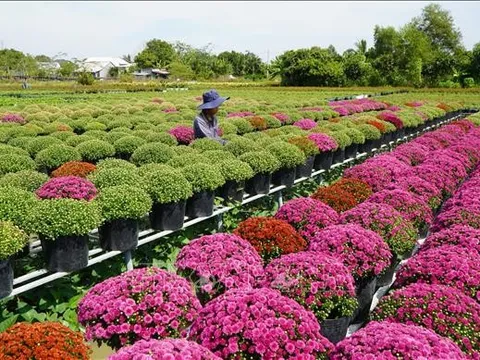 'Thủ phủ' hoa, kiểng miền Tây sẵn sàng cho thị trường Tết và lễ hội hoa