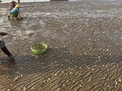 Ngao chết trắng bãi và những giọt nước mắt người dân vùng biển