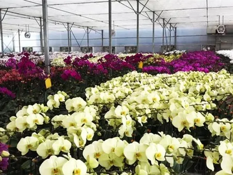 3 triệu cành lan hồ điệp Đà Lạt phục vụ thị trường Tết