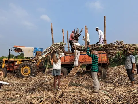 Là nhà sản xuất lớn thứ 2 thế giới, Ấn Độ có nguy cơ phải chuyển sang nhập khẩu một mặt hàng nông sản quan trọng trong năm 2024