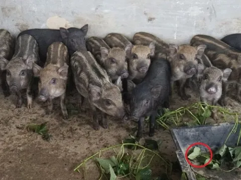 Anh nông dân thu 1 tỷ đồng mỗi năm nhờ nuôi lợn kiểu "lạ"