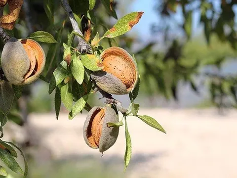 Việt Nam sở hữu loại hạt 'nữ hoàng' công dụng nhiều không kể xiết: trồng 5 năm mới cho giá trị kinh tế, các nước săn đón thu về hàng nghìn tỷ đồng