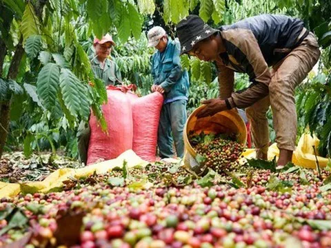 Giá cà phê tăng cao kỷ lục, châu Âu chỉ trông chờ vào Việt Nam