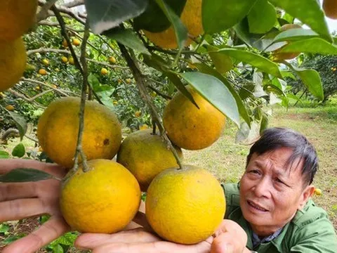 Kiếm tiền tỷ mỗi năm nhờ trồng cam đặc sản bán dịp Tết