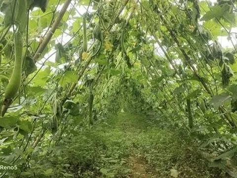 Nghệ An: Hơn 12.000 gốc bí gần thu hoạch bị kẻ xấu chặt phá trong đêm