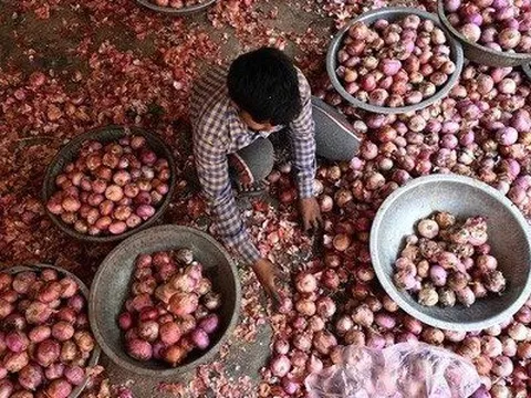 Loại củ bán đầy chợ Việt đang khiến cả châu Á chao đảo: giá tăng vọt sau lệnh cấm xuất khẩu của Ấn Độ, người buôn than vãn 'chẳng tìm được hàng để bán'