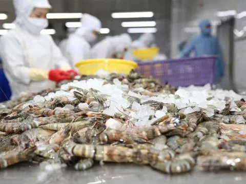 Xuất khẩu tôm năm 2023 dự kiến đạt 3,4 tỷ USD