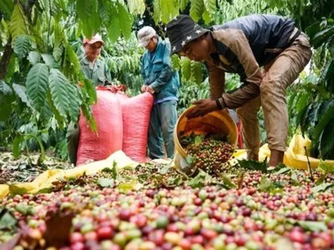 Năm 2024, giá cà phê Việt Nam có thể cao nhất thế giới