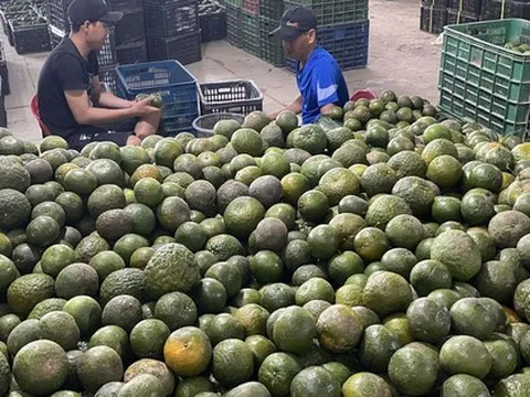Giải cứu cam sành đến khi nào?