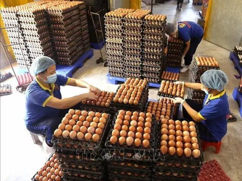 Quy định mới về hạn ngạch thuế quan nhập khẩu muối, trứng gia cầm năm 2024