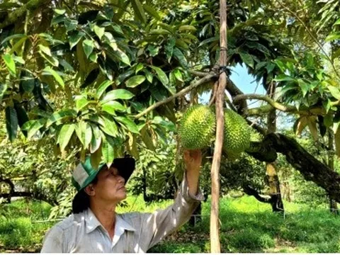 Nhiều nhà vườn ở Tiền Giang thu tiền tỷ nhờ trái sầu riêng nghịch vụ