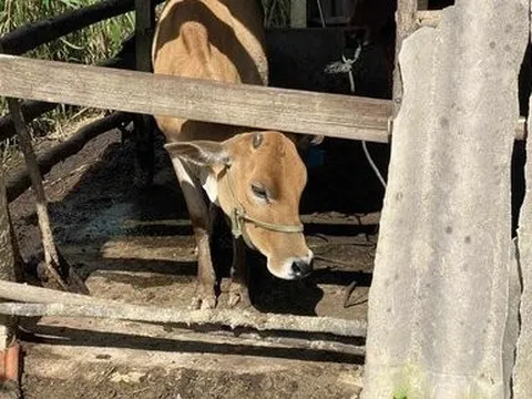 Hộ nghèo nhận bò hỗ trợ sau 5 ngày thì phát hiện bị lở mồm long móng