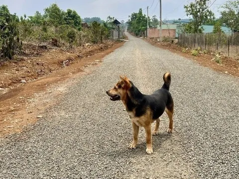 Cả nhà bị chó cắn, trong đó một trẻ 6 tuổi tử vong