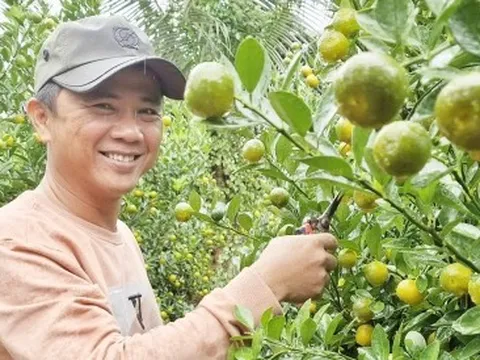Quất Hội An vào vụ Tết