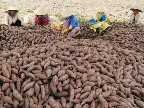 Việt Nam sở hữu loại củ 'trường thọ' được người Nhật quý như vàng: Trung Quốc vừa ăn đã mê, xuất khẩu từ củ đến lá hàng chục triệu USD