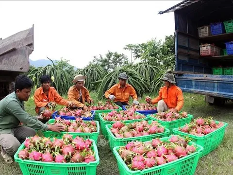 Gần 7.000 mã số vùng trồng được cấp để xuất khẩu quả tươi