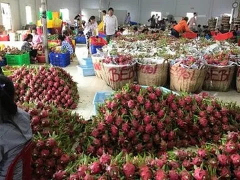 Dấu ấn xuất khẩu rau quả năm 2023 và mục tiêu 6 tỷ USD vào năm 2024