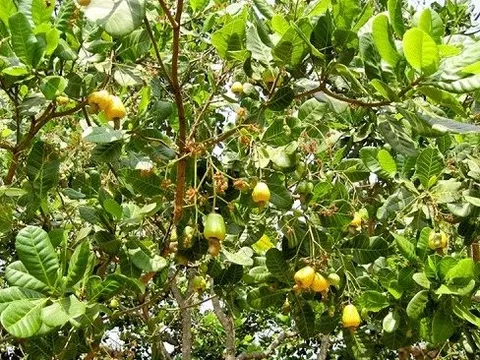 Ngoài sầu riêng, một loại nông sản đắt đỏ của Việt Nam được Trung Quốc dốc hầu bao săn lùng: Diện tích trồng gấp 7 lần so với láng giềng, là 'của hiếm' của thế giới