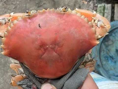 Bắt được cua còn sống có màu cam 'độc lạ' như đã luộc chín