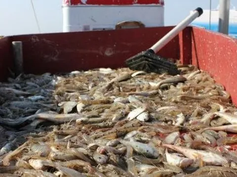 Loại thực phẩm 'bạc tỷ' này của Việt Nam được người Mỹ, Hàn Quốc cực kỳ ưa chuộng: Thu về mỗi tháng hàng trăm triệu USD, phủ sóng hơn 1/3 thế giới