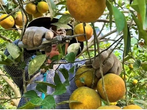 Vườn cam trĩu quả giúp nông dân Nghệ An thu về tiền tỷ