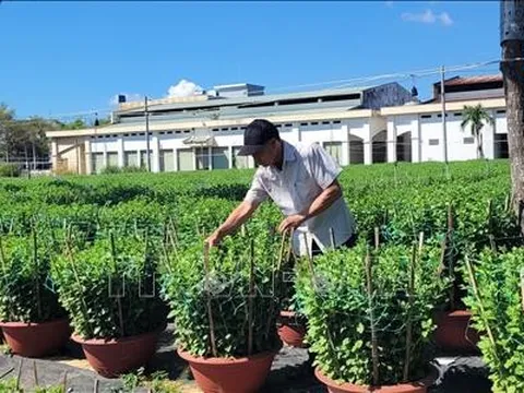 Người trồng hoa Tết lo lắng sức tiêu thụ