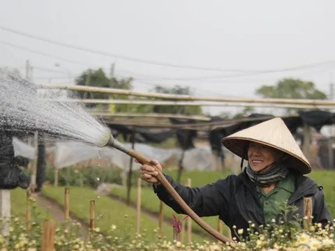 Người dân làng hoa Tây Tựu 'đánh cược' vụ Tết vì giá lạnh