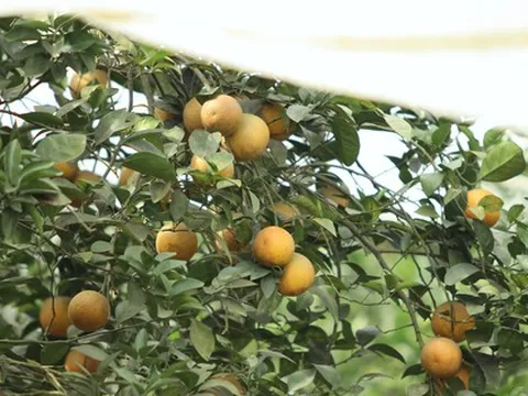 Nông dân bỏ ra hàng trăm triệu 'mắc màn' cho cam
