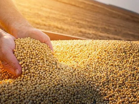 Giá đậu tương nối dài đà hồi phục