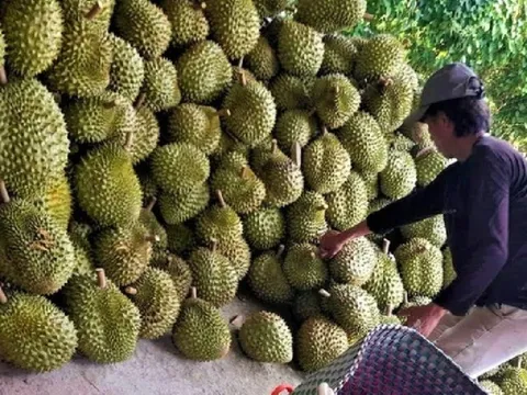 Sầu riêng đông lạnh xuất khẩu sang Thái Lan: Những con số ấn tượng