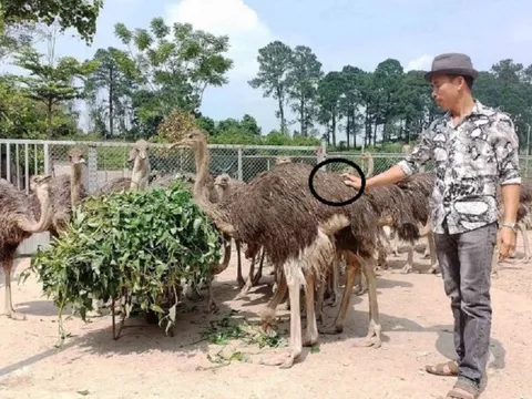 Anh nông dân nuôi "chim khổng lồ" theo cách "lạ", không ngờ lãi 700 triệu