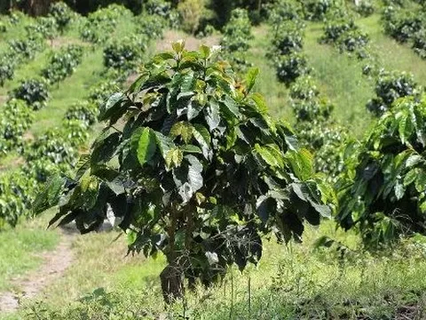 Một mặt hàng của Việt Nam bất ngờ lên cơn sốt giá trên toàn cầu do khan hiếm: Indonesia tăng nhập khẩu 158%, sản lượng đứng thứ 6 trên thế giới