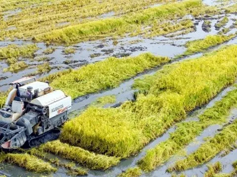 Người dân dân Cà Mau trúng mùa được giá lúa trên đất nuôi tôm