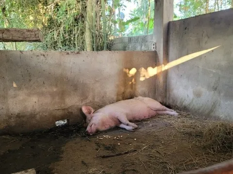 Lợn dự án cấp cho hộ nghèo, cận nghèo bị ốm và chết khiến dân mất Tết