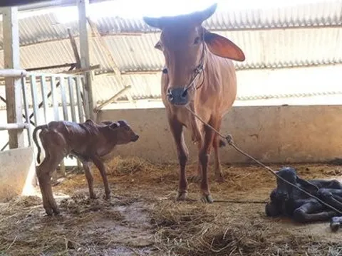 Kỳ lạ bò sinh đôi cách nhau 4 ngày tại tỉnh Tây Ninh